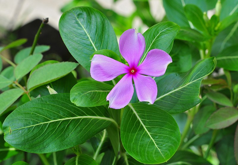 सदाफुली (Vinca rosea)