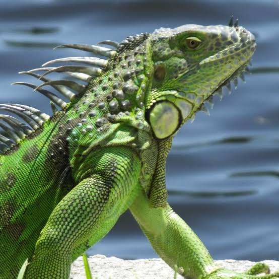 इगुआना (Iguana)